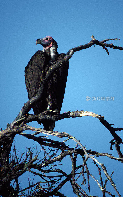 Lappet-faced Vulture